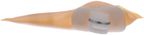 Sparta PN7028 Fuel Pump Strainer - view 5