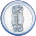 Phillips 7443CVB2 Headlight Bulb - view 5